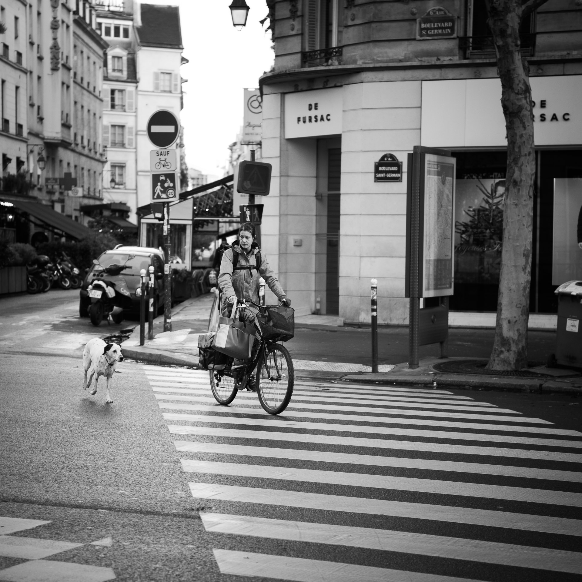 Dog Walk - Photo taken in Paris, France, December 2017